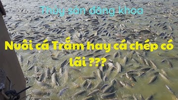 Nuôi Cá Trắm Hay nuôi cá chép để được LÃI nhiều hơn ???