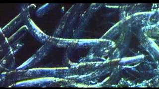 7 ECOLOGIA 1 ORIGEN ESPECIES