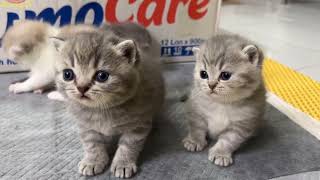 4 round fat kittens with very cute faces.