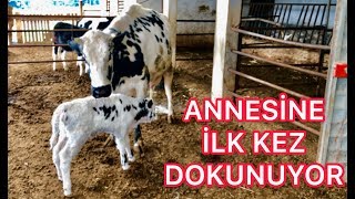 Köye Yerleşmek Yeni Doğan Buzağı Annesini İlk Kez Görüp Dokunuyor