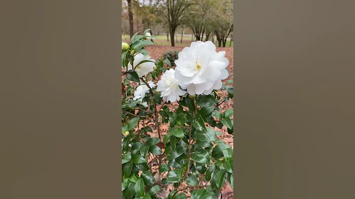 Do flowers bloom in the fall? Answer is yes! These are Camellia flowers 🌸 #autumnfoliage #camellia - DayDayNews