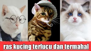 10 KUCING TERMAHAL DI DUNIA - SEHARGA MOBIL