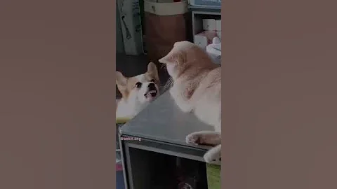 Video 11760811: cats catlover funny meow