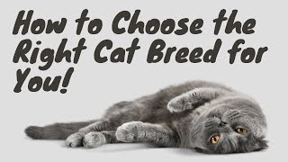 Feline Fit: How to Pick the Perfect Cat Breed for Your Home and Heart