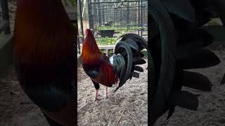Quality beautiful Blood lines From: Rey Alexander Gamefarm 🐓💯😍👌