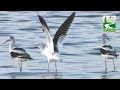 American avocet birds feeding &amp; in flight