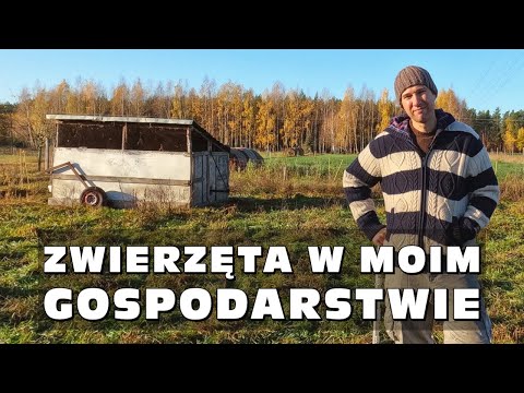 Wideo: Jak utrzymywać zwierzęta domowe w cieple w zimie