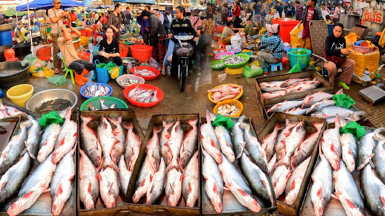 Abundant Fish Jumping out Tank, Cambodia Fish Distribution Market, Freshwater Fish, River Fish