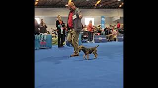 BOB Border terrier  World dog show 2024