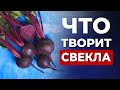 Свекла творит чудеса! Что будет, если есть свеклу каждый день. Вот что творит свекла с организмом!