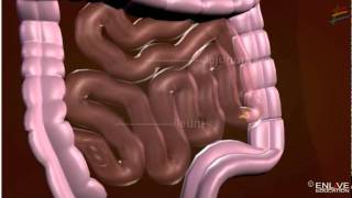 Working of Digestive System WORKING!! 検索動画31 Working of Digestive System WORKING!! 検索動画 31