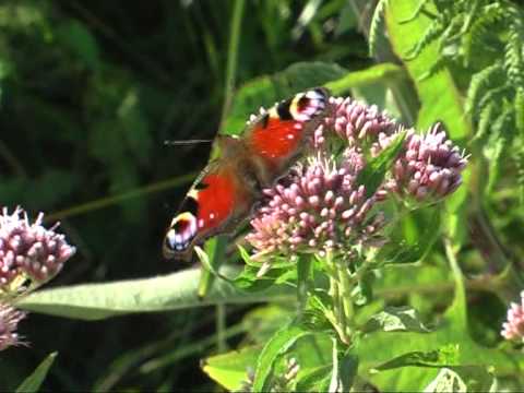 Hedendaags VAN RUPS TOT VLINDER DE DAGPAUWOOG - YouTube BC-76