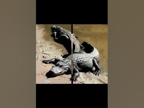 Черный кайман - YouTube