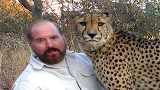 Long Awaited Reunion With Gabriel The Cheetah | Big Cat Remembers & Loves His Friend After 2.5 Years by Dolph C. Volker 77,328 views 2 years ago 10 minutes, 49 seconds