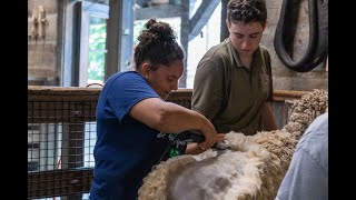 Cincinnati Zoo taps UK extension agent to shear sheep