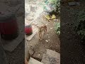 My NEW dog _George #music #song #hindi
