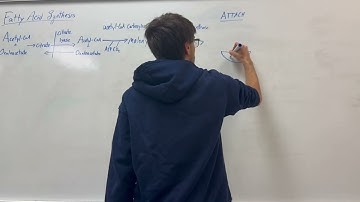 Fatty Acid Synthesis in a Minute