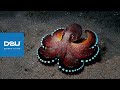D2U club - Кокосовый осьминог на охоте ...
