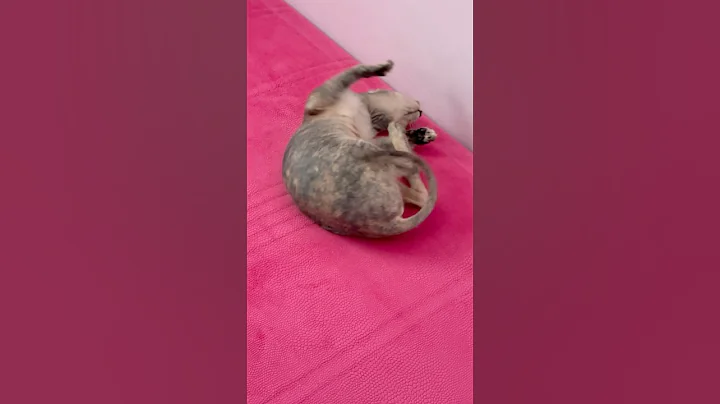 Video 10768131: don sphynx cats, sphynx funnycat, sphynx playing, cat cute fun