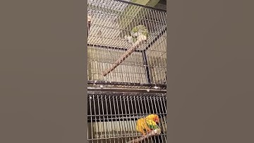 Monk parakeet matting