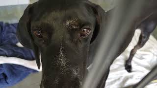 acs A687452