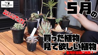 【植物】#133 - 5月の買った植物&見てほしい植物【ベストバイ】