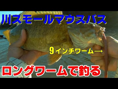 【川スモールマウスバス】ロングワーム縛り釣行！！