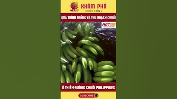Quá trình trồng và thu hoặc chuối ở thiên đường chuối Philippines #net88media