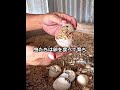 アヒルの卵の天才的な使い方 🦆🥚