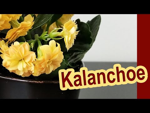 Wideo: Kalanchoe: Opieka Domowa