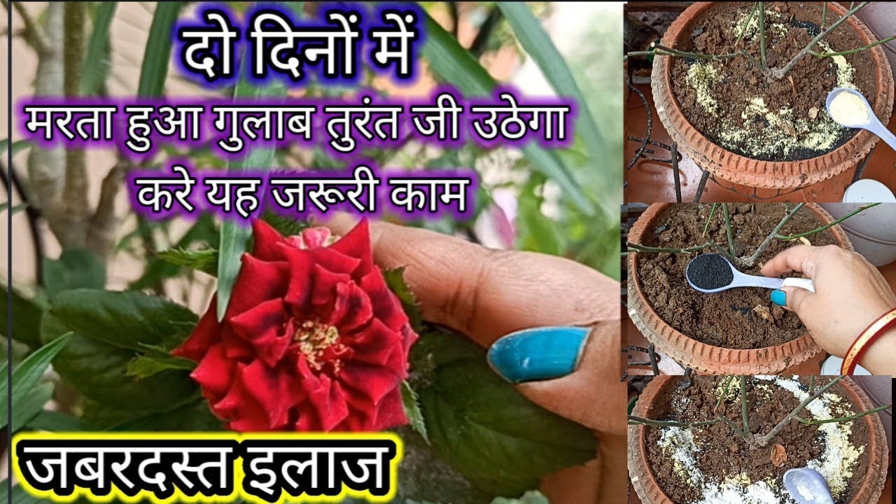🔴दो दिनों में मरता हुआ गुलाब तुरंत जी उठेगा करे यह जरूरी काम|How to grow care & save plants from die