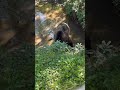 何かに夢中になっているヒグマ#北海道#熊#ひぐま#クマ#くま#ヒグマ#動物#自然#animals#wildlife#bear#ベアマウンテン#サホロリゾートベアマウンテン#狩猟#ハンティング#罠#捕獲