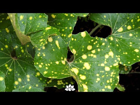 Video: Quali piante contengono l'urushiolo - Fatti sull'urushiolo nelle piante