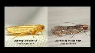 What's Eating You? Clothes Moths (Tineola Species)