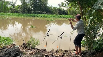 Câu Cá Tra Sông | Giờ Quăng Câu Mà Cá Ăn Pen Là Rồi | Fishing Miền Tây