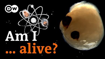 Inside a mini-brain (with eyes?) lab - Science unscripted