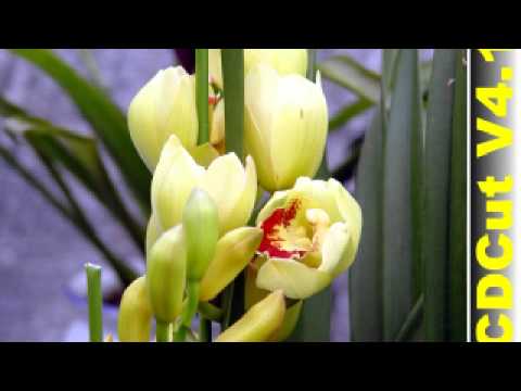 احمد المصطفى نحن في السودان نهوى اوطانا