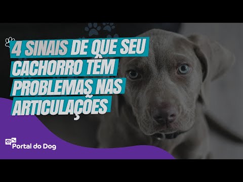 Vídeo: Do veterinário: 4 sinais seu cão tem problemas comuns