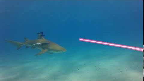 Shark with Laser Beams
