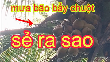Bẩy chuột trên cây dừa ngày mưa bão tưởng đâu thất ai ngờ trúng mánh | NI NGUYỄN TV #312