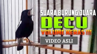 TERAPI Decu Gacor Full Isian Untuk DECU Males KICAU