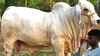 দানব আকৃতির মুন্ডি সহ স্পেশাল গীর ষাঁড় কালেকশন মতিন ভাইয়ের। মাংসের দামে অদাঁত ষাঁড় দেখুন