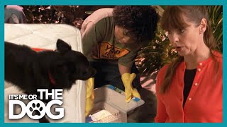 Victoria WARNS Dog Owners That Dog’s Unhygienic Behavior Could Get Them Sick! | It's Me Or The Dog
