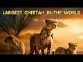 Largest cheetah in the world