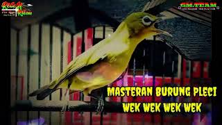 MASTERAN BURUNG PLECI-WEK WEK WEK WEK TER EDUN