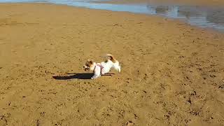 Violeta Vio Jack Russell On The Beach In Gijón With Her Brother