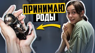 ПРИНЯЛА РОДЫ! Что стало с котятами!? ПОДОБРАЛА БЕРЕМЕННУЮ КОШКУ В ЧУЖОЙ СТРАНЕ!