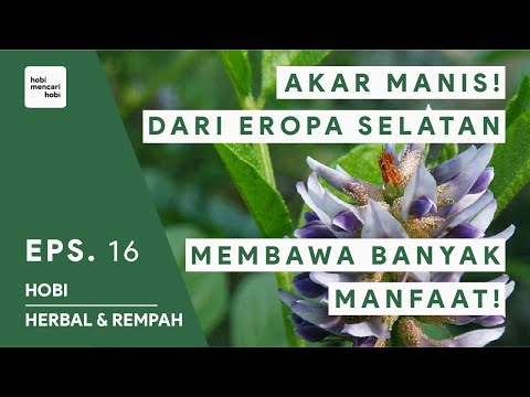 Video: Manfaat Kesehatan Dari Akar Licorice: Mengurangi Stres Dan Banyak Lagi