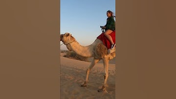 Camels In The Desert 🇦🇪 #dubai #desert #dubailife #top10 #desertsafari #dubailifestyle #camels