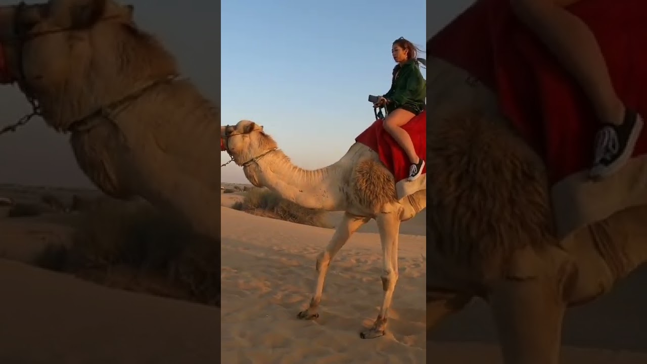 Camels In The Desert 🇦🇪 